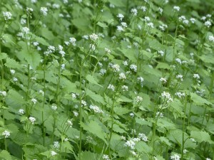 garlic-mustard-116292_640